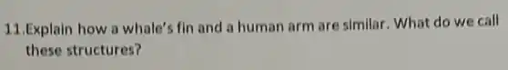 11.Explain how a whale's fin and a human arm are similar, What do we call
these structures?