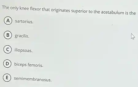 The only knee flexor that originates superior to the acetabulum is the
A sartorius.
B gracilis.
C iliopsoas.
D biceps femoris.
E semimembranosus.