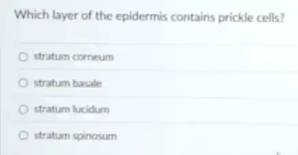Which layer of the epidermis contains prickle cells?
stratum corneum
stratum basale
stratum lucidum
stratum spinosum