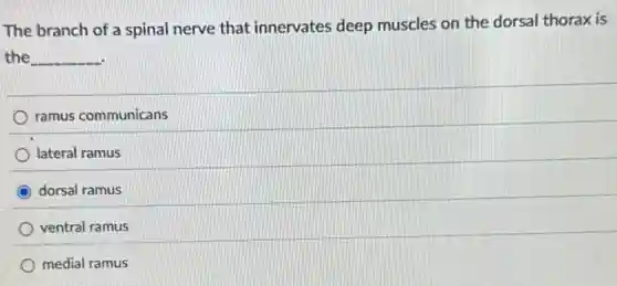 The branch of a spinal nerve that innervates deep muscles on the dorsal thorax is
the __
ramus communicans
lateral ramus
dorsal ramus
ventral ramus
medial ramus