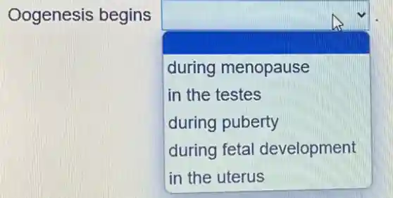 Oogenesis begins
square
during menopause
in the testes
during puberty
during fetal development