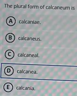 The plural form of calcaneum is
A calcaniae.
B calcaneus.
C calcaneal.
D calcanea.
E calcania.
