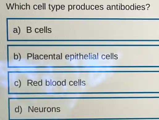 Which cell type produces antibodies?
a) B cells
b) Placental epithelial cells
c) Red blood cells
d) Neurons