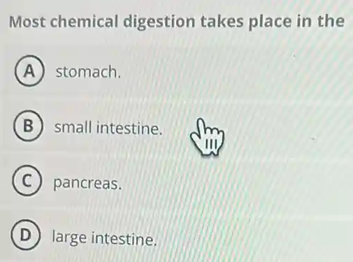 Most chemica digestion takes place in the
A stomach.
B small intestine.
C pancreas.
D large intestine.