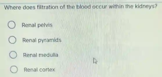 Where does filtration of the blood occur within the kidneys?
Renal pelvis
Renal pyramids
Renal medulla
Renal cortex
