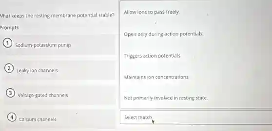 What keeps the resting membrane potential stable?
Prompts
Sodium-potassium pump
Leaky ion channels
Voltage-gated channels
Calcium channels
Allow ions to pass freely.
Open only during action potentials.
Triggers action potentials
Maintains ion concentrations.
Not primarily involved in resting state.
Select match