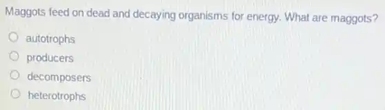 Maggots feed on dead and decaying organisms for energy. What are maggots?
autotrophs
producers
decomposers
heterotrophs