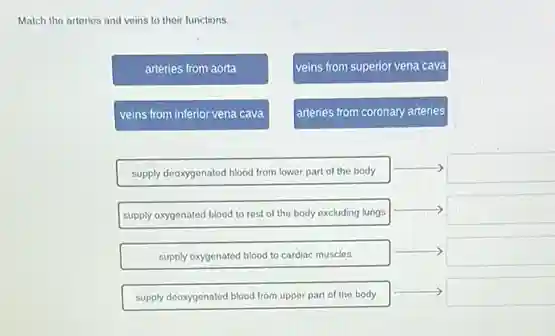 Match the arteries and veins to their functions.


arteries from aorta & Veins from superior vena cava 

veins from inferior vena cava &ㅁ. 

supply deoxygenated blood from lower part of the body & 

supply oxygenated blood to rest of the body excluding lungs & 

supply oxygenated blood to cardiac muscles & 

supply deoxygenated blood from upper part of the body &