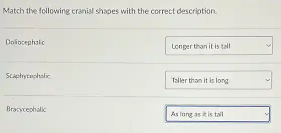 Match the following cranial shapes with the correct description.
Doliocephalic
square
Scaphycephalic
square
Bracycephalic
square