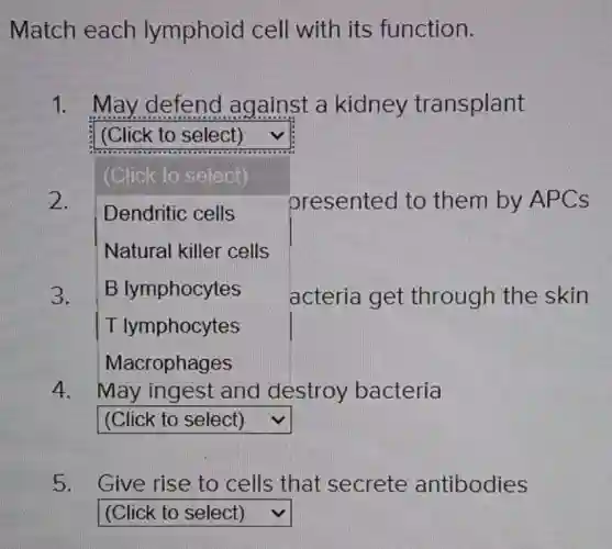 Match each lymphoid cell with its function.
1. May defend against a kidney transplant
square  v
(Click to select)
Dendritic cells
Natural killer cells
3. B lymphocytes
T lymphocytes
Macrophages
2.
square 
presented to them by APCs
acteria get through the skin
4. May ingest and destroy bacteria
square 
square 
5. Give rise to cells that secrete antibodies
square  v