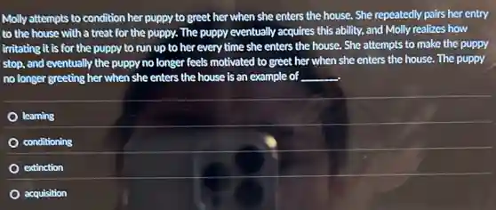 Molly attempts to condition her puppy to greet her when she enters the house.She repeatedly pairs her entry
to the house with a treat for the puppy. The puppy eventually acquires this ability, and Molly realizes how
irritating it is for the puppy to run up to her every time she enters the house.She attempts to make the puppy
stop, and eventually the puppy no longer feels motivated to greet her when she enters the house. The puppy
no longer greeting her when she enters the house is an example of __
learning
conditioning
extinction
acquisition