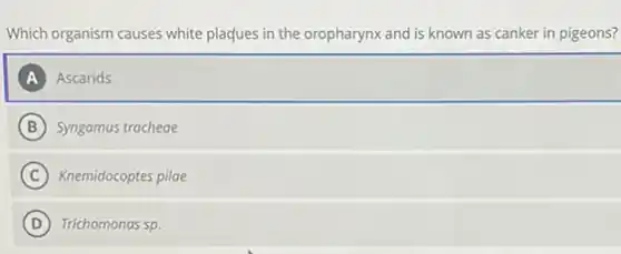 Which organism causes white plaques in the oropharynx and is known as canker in pigeons?
A Ascarids
B Syngamus tracheae
C Knemidocoptes pilae
D Trichomonas sp.