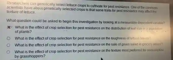 Researchers can genetically select lettuce crops to cultivate for pest resistance. One of the concerns
have about genetically selected crops is that some traits for pest resistance may affect the
texture of lettuce.
What question could be asked to begin this investigation by looking at a measurable dependent variable?
What is the effect of crop selection for pest resistance on the distribution of leaf size in a population
of plants?
What is the effect of crop selection for pest resistance on the toughness of lettuce leaves?
What is the effect of crop selection for pest resistance on the sale of green salad in grocery stores?
What is the effect of crop selection for pest resistance on the texture most preferred for consumption
by grasshoppers?