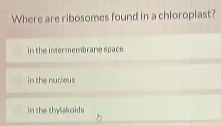 Where are ribosomes found in a chloroplast?
in the intermembrane space
in the nucleus
in the thylakoids