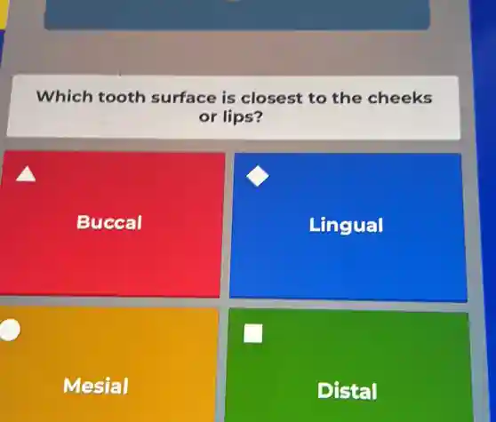 Which tooth surface is closest to the cheeks
or lips?
Buccal
Lingual
Mesial
Distal