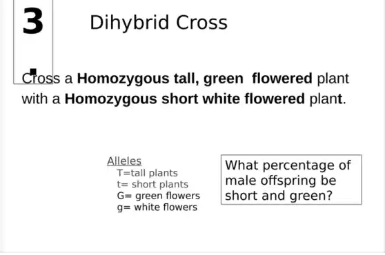 3
Cross a Homozygous tall, green flowered plant
with a Homozygous short white flowered plant.
Alleles
T=tall plants
t=short plants
G=green flowers
g=white flowers
What percentage of
male offspring be
short and green?
Dihybrid Cross