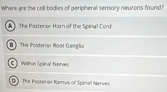 Where are the cell bodies of peripheral sensory neurons found?
A The Posterior Horn of the Spinal Cord
B The Posterior Root Ganglia
C Within Spinal Nerves
D The Posterior Ramus of Spinal Nerves