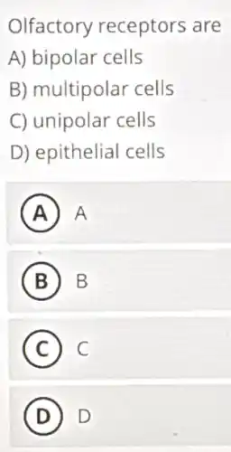 Olfactory receptors are
A) bipolar cells
B) multipolar cells
C) unipolar cells
D) epithelial cells
A A
B B
C C
D D