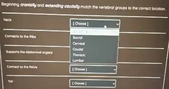 Beginning cranially and extending caudally match the vertebral
groups to the
Neck
Connects to the Ribs
square 
[Choose]
Choose
Sacral
Cervicol
Coudal
Thorocle
square 
square 
Supports the abdominal organs
Connect to the Pelvis
Toll
square  y