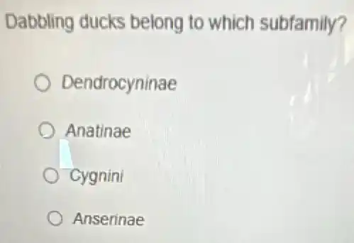 Dabbling ducks belong to which subfamily?
Dendrocyninae
Anatinae
Cygnini
Anserinae