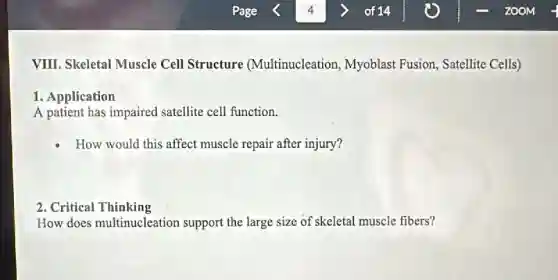 VIII. Skeletal Muscle Cell Structure (Multinucleation Myoblast Fusion, Satellite Cells)
1. Application
A patient has impaired satellite cell function.
How would this affect muscle repair after injury?
2. Critical Thinking
How does multinucleation support the large size of skeletal muscle fibers?
